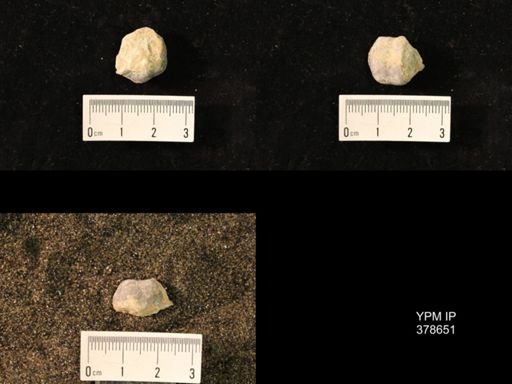 Marginifera wabashensis