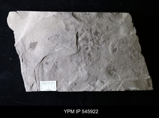 Eurypterus