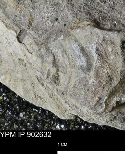 undet. Inoceramidae