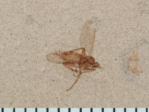 Dolichopodidae?