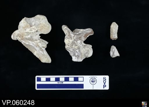 Mosasauridae