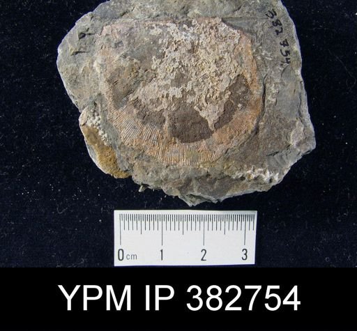 Stropheodonta perplana