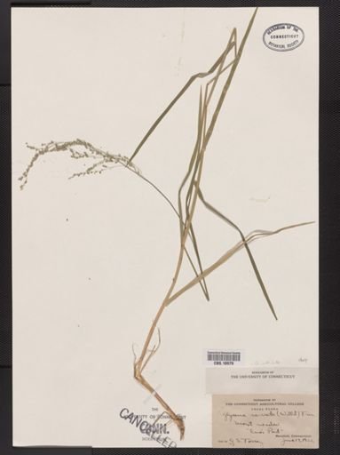 Glyceria striata