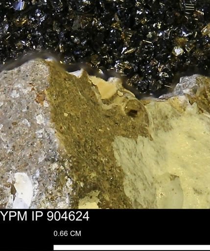 undet. Mollusca