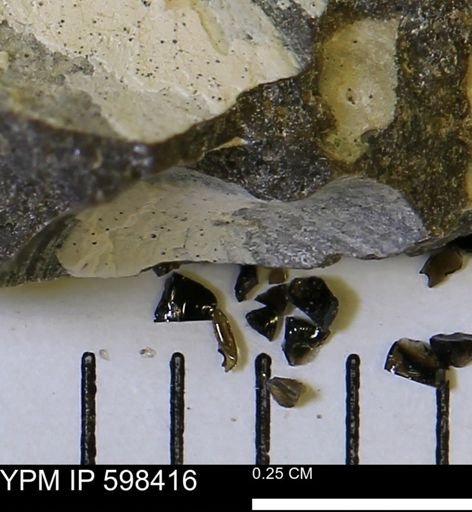 Limopsis striatopunctatus
