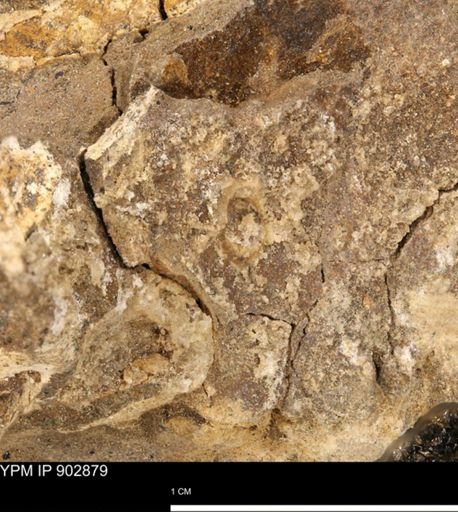 undet. Mollusca