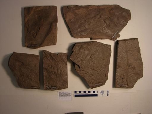 Batrachopus deweyi