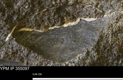 Limopsis sp.