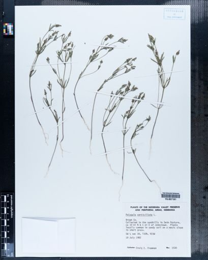 Polygala verticillata