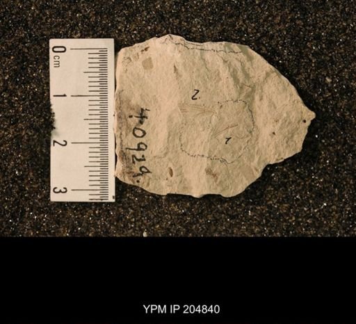 Liomopterum ornatum
