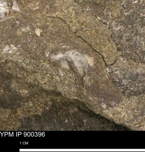Anomia gryphorhyncha