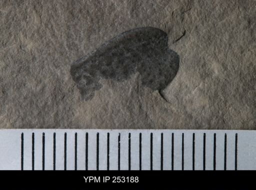 undet. Eurypterida