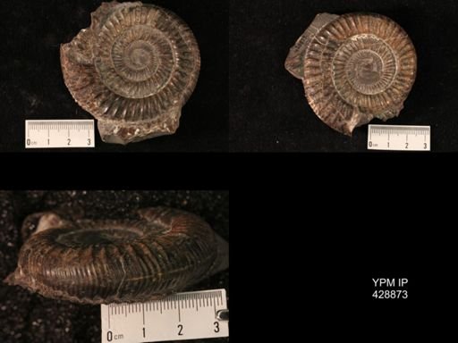 Dactylioceras sp.