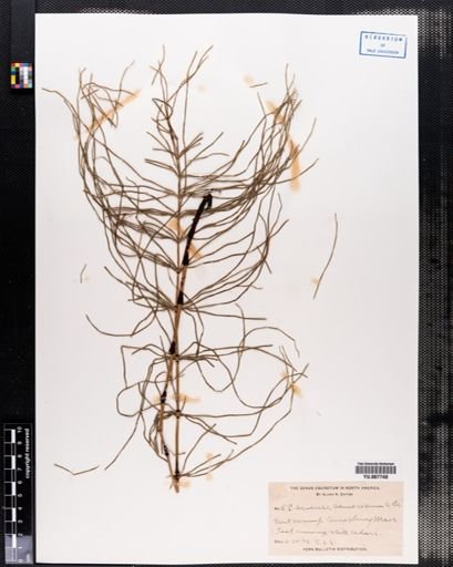 Equisetum arvense