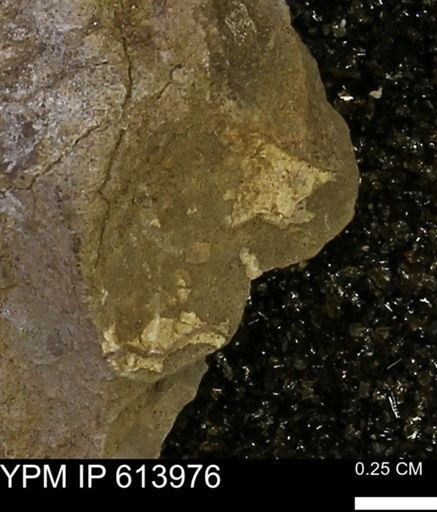 Mollusca?