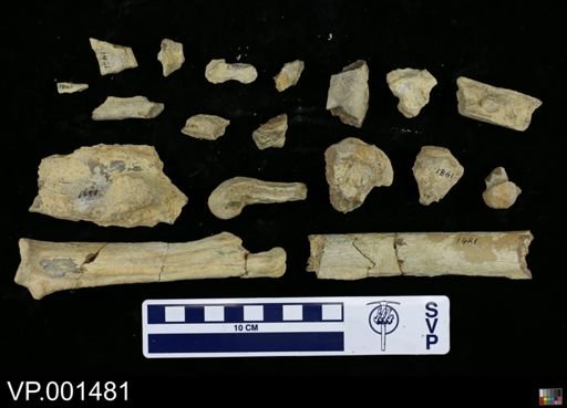 Hesperornis sp.
