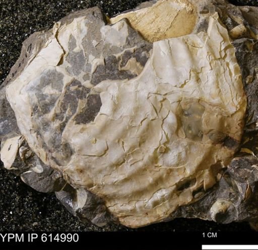 Inoceramus sp.