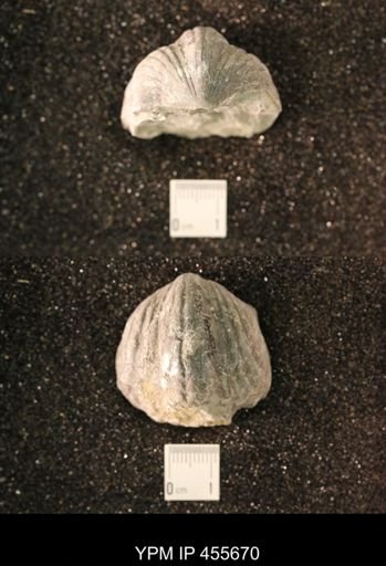 Platystrophia ponderosa