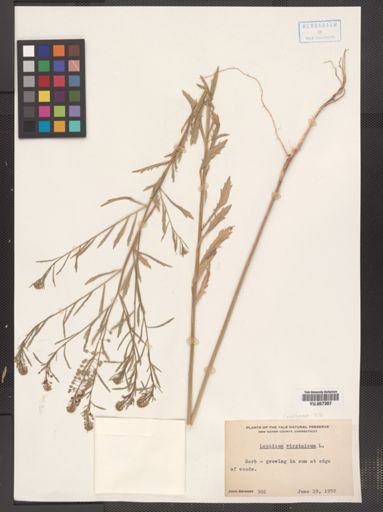 Lepidium virginicum
