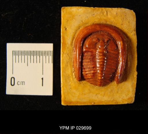 Harpes ungula