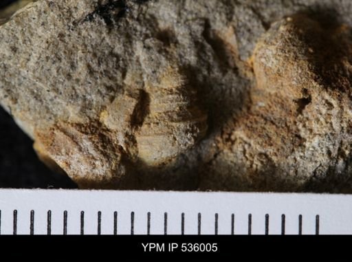 Goniobasis tenuicarinata