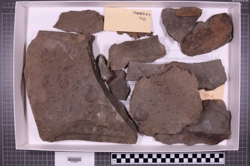 mixed taxa, stratigraphic collection