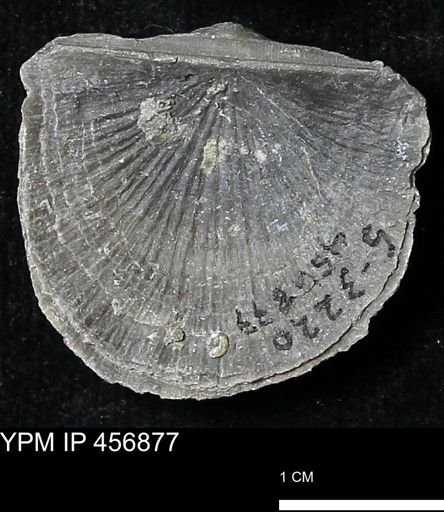 Stropheodonta sp.