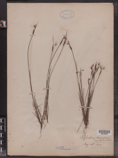 Sisyrinchium mucronatum