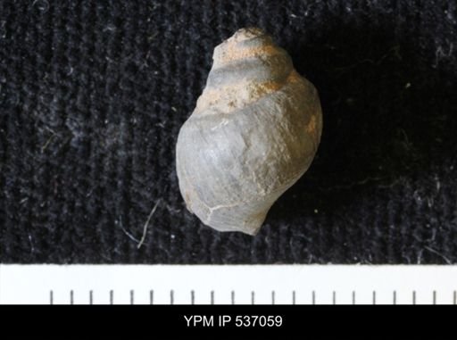 Viviparus montanaensis