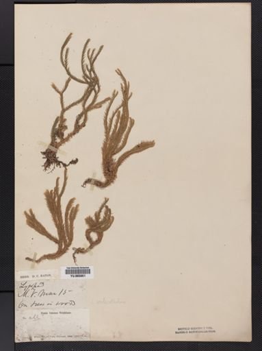 Lycopodium verticillatum