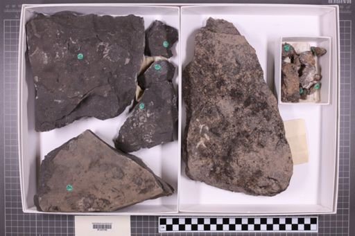 mixed taxa, stratigraphic collection