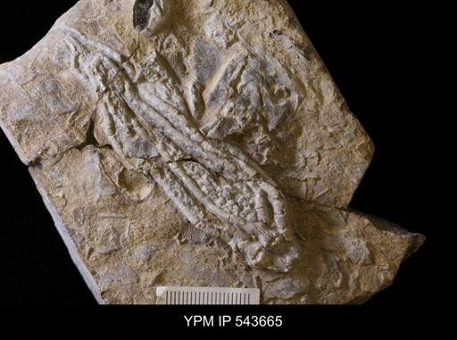 Phacelocrinus sp.