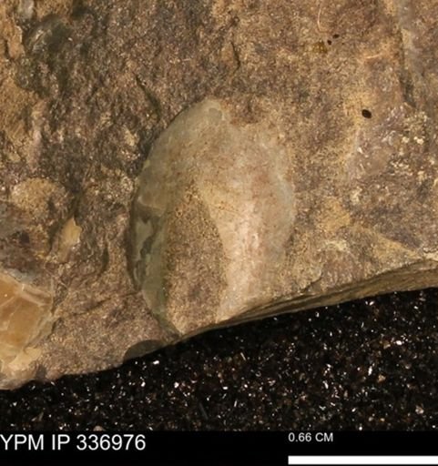 undet. Mollusca