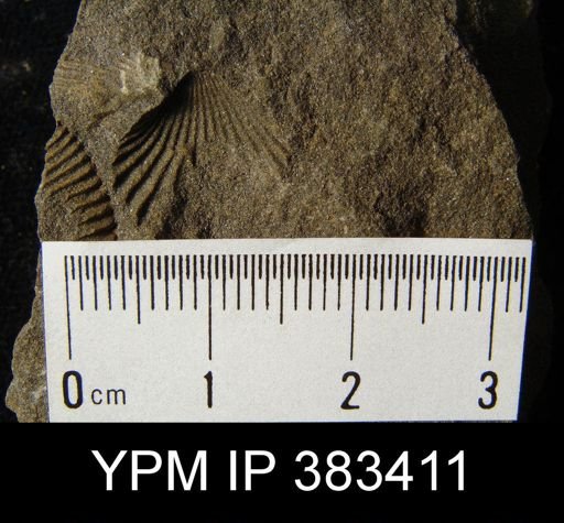 Camarotoechia sp.