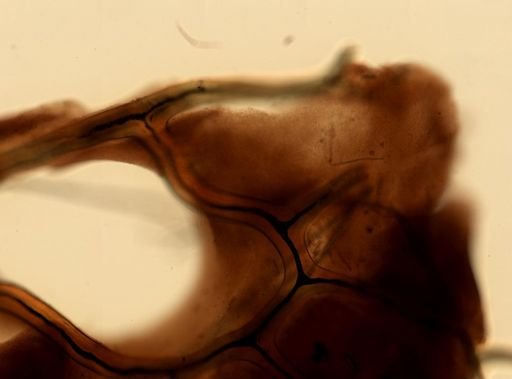 Hyattella cavernosa