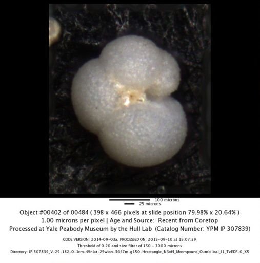 undet. Foraminiferida
