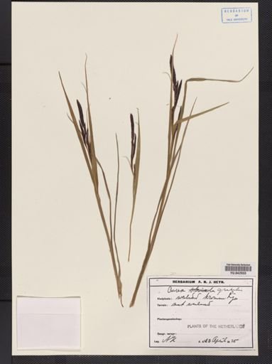 Carex