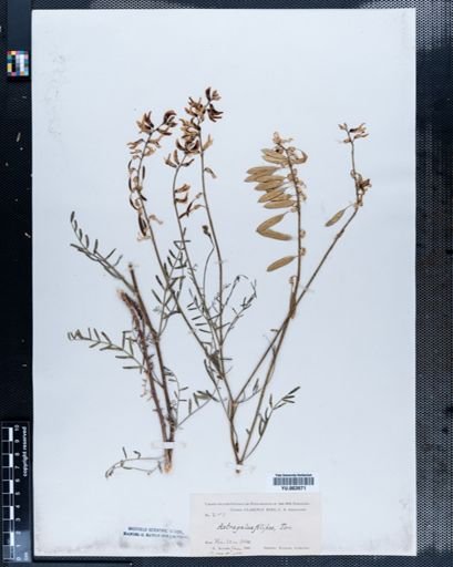 Astragalus