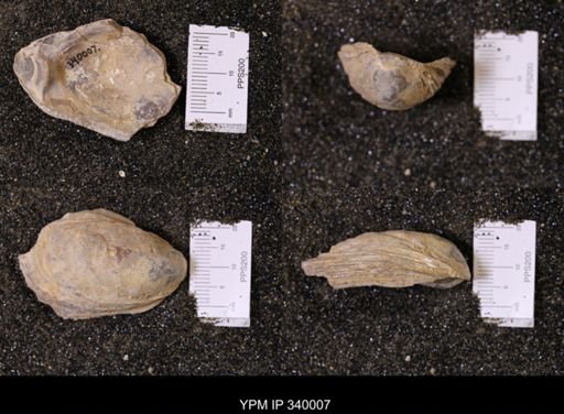 Ostrea soleniscus