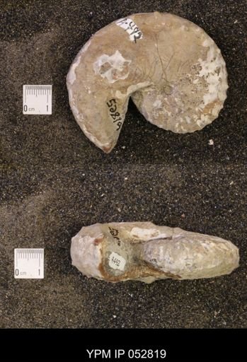 Discoscaphites gulosus