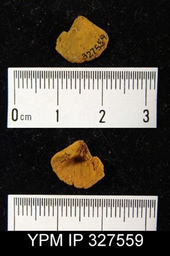 Eurythyris sp.