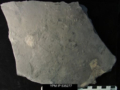 undet. Ostracoda