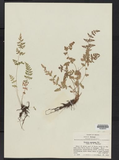 Woodsia