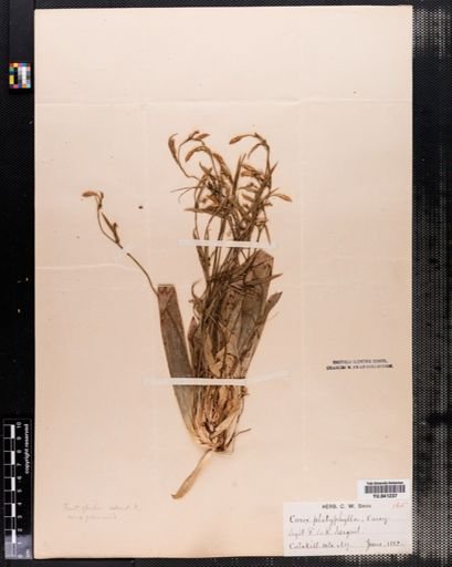 Carex platyphylla