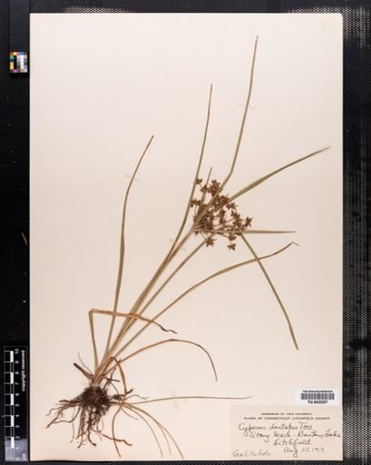 Cyperus dentatus