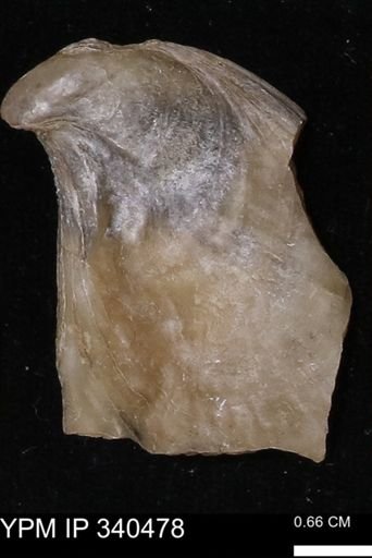 Ostrea glabra