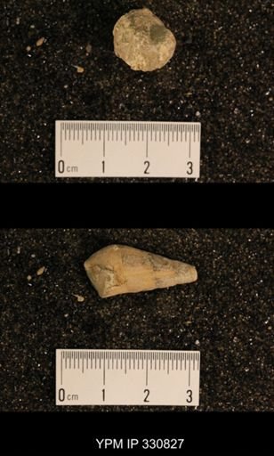Meekospira peracuta choctawensis