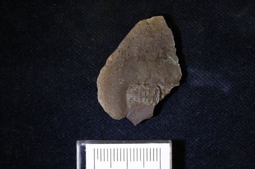 Pygocephalus gracilis