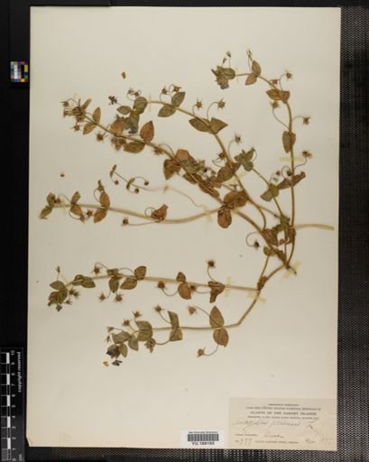 Plantae