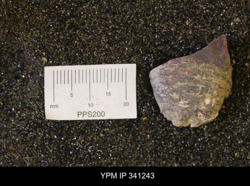 Scaphites sp.